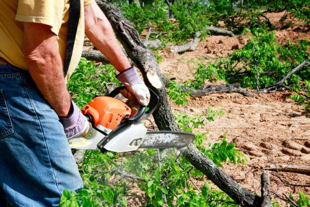 Best Tree Clearing Services  in Columbus, NM